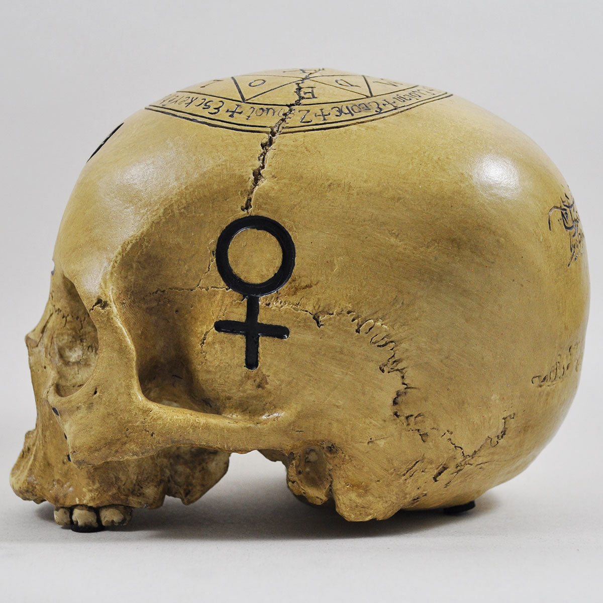 Skull Ornament With Black Witchcraft Symbols & Text Decoration
