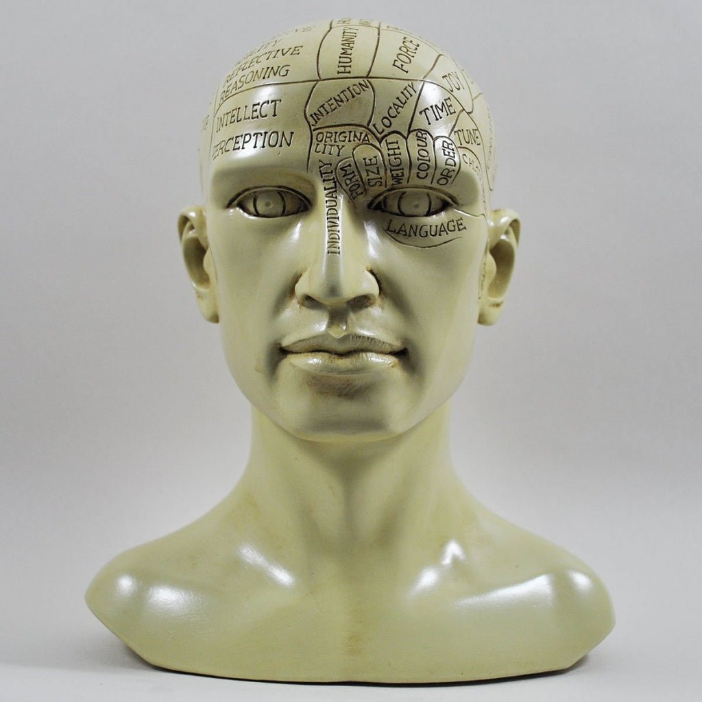 Phrenology Head Unique Ornament, Traditional Medical Accessory 20 cm High