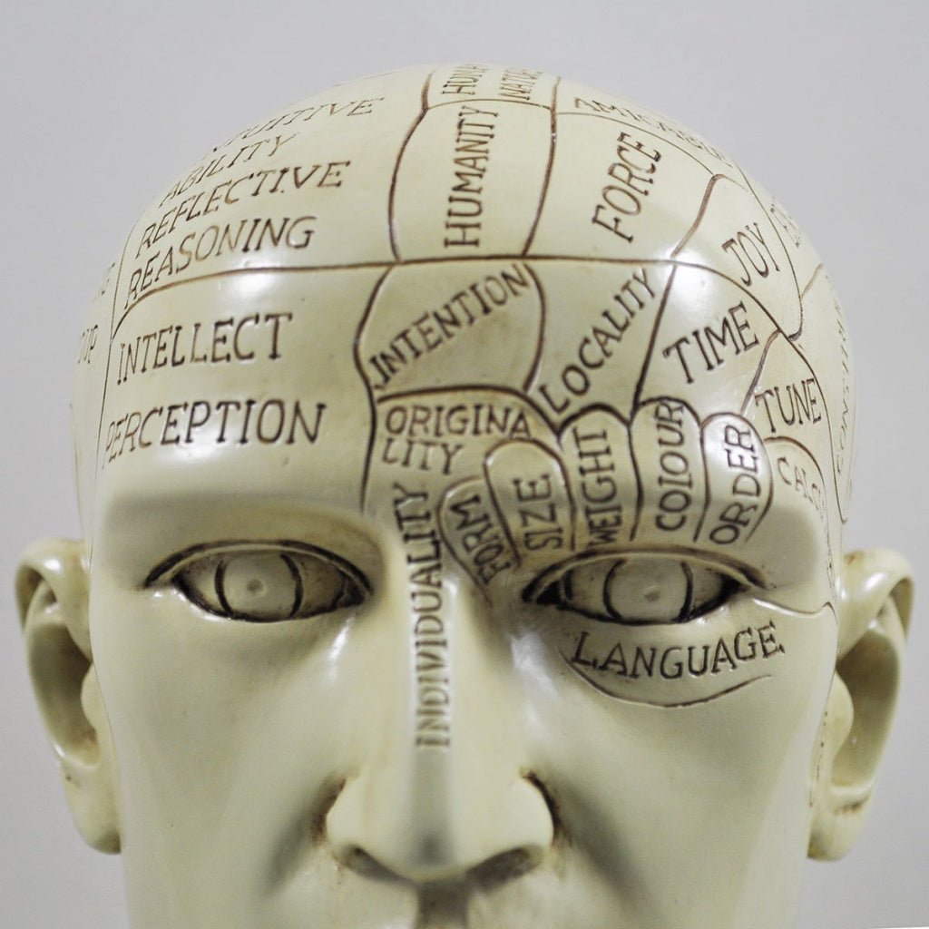 Phrenology Head Unique Ornament, Traditional Medical Accessory 20 cm High