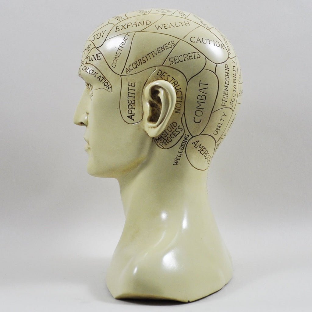 Phrenology Head Unique Ornament, Traditional Medical Accessory 20 cm High
