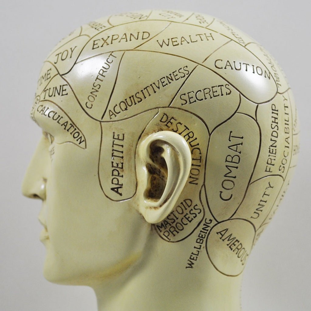 Phrenology Head Unique Ornament, Traditional Medical Accessory 20 cm High