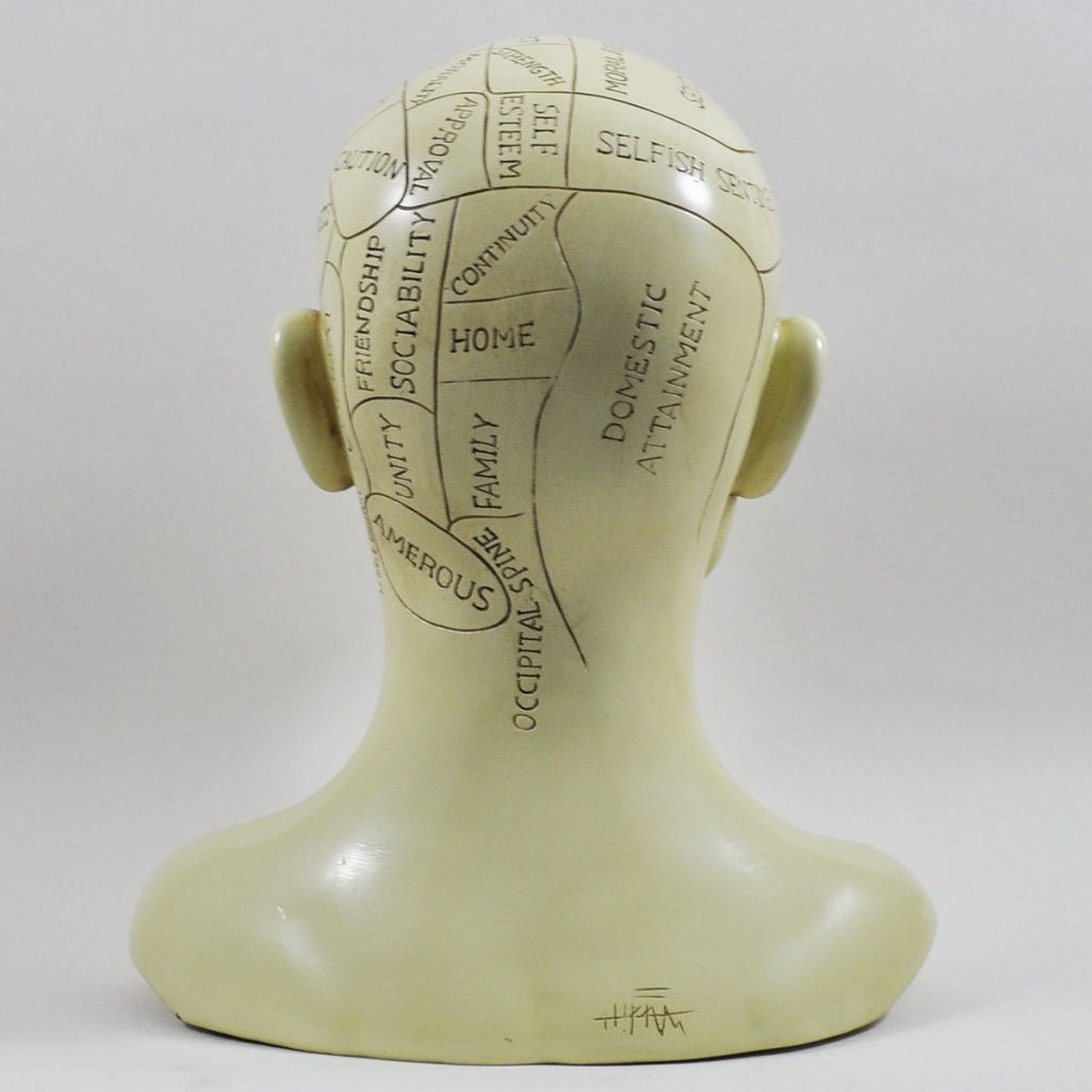 Phrenology Head Unique Ornament, Traditional Medical Accessory 20 cm High