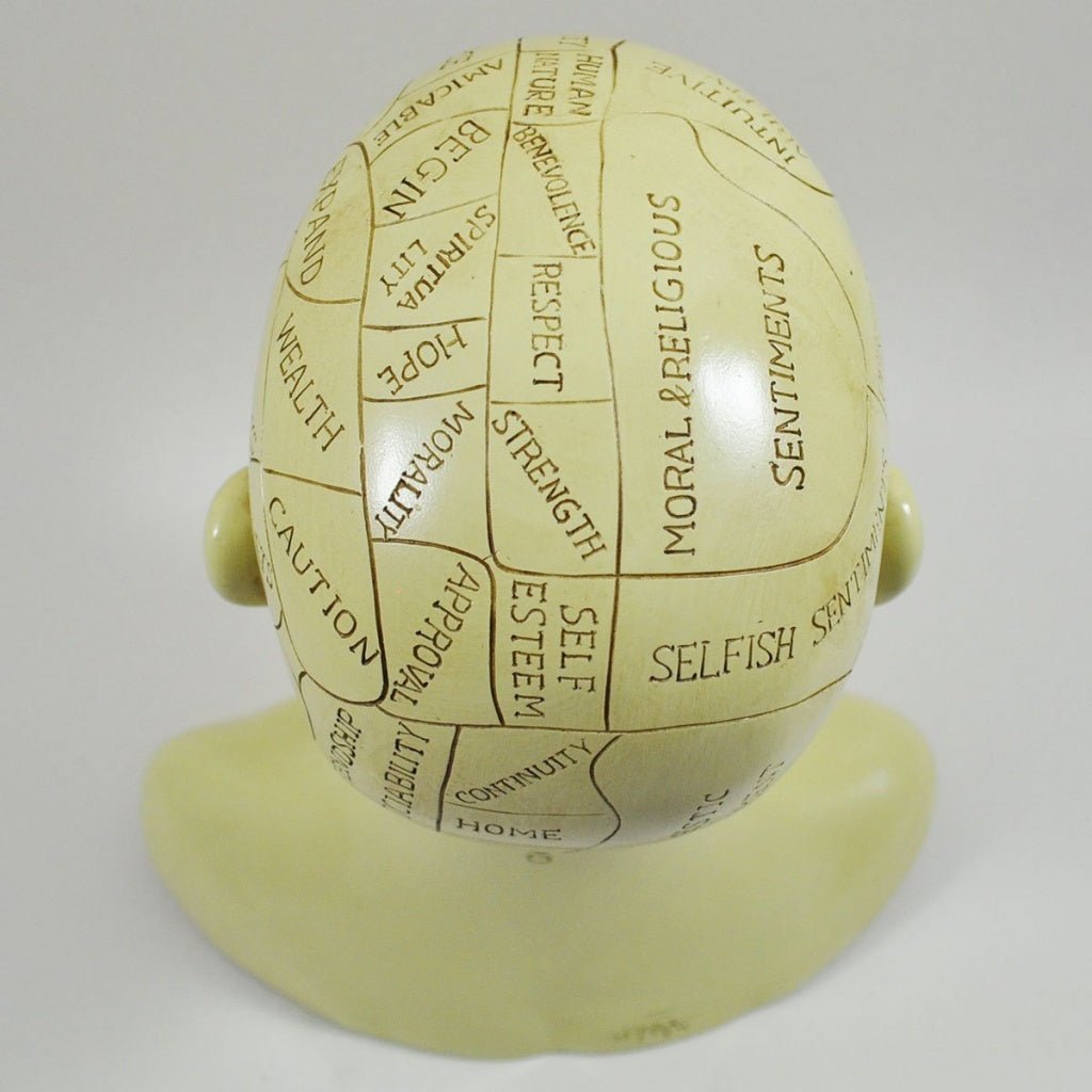 Phrenology Head Unique Ornament, Traditional Medical Accessory 20 cm High