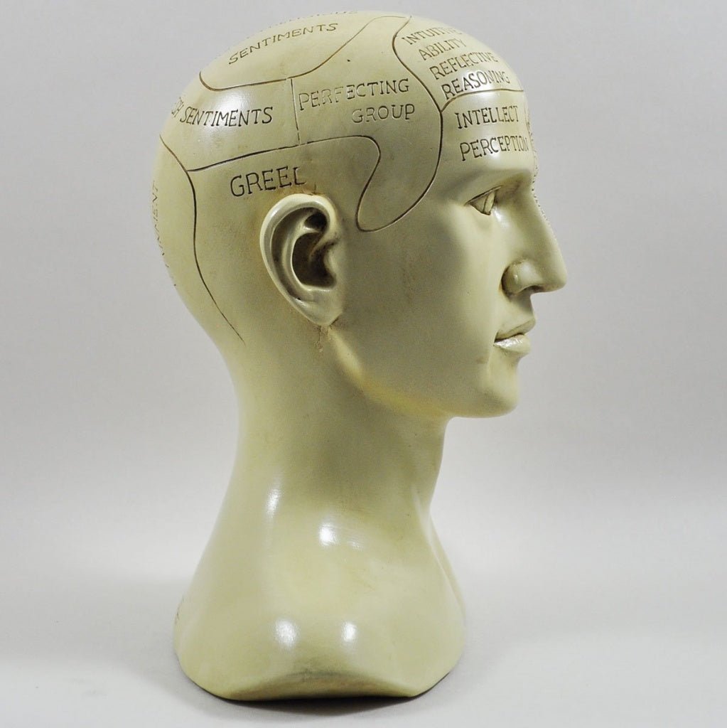 Phrenology Head Unique Ornament, Traditional Medical Accessory 20 cm High