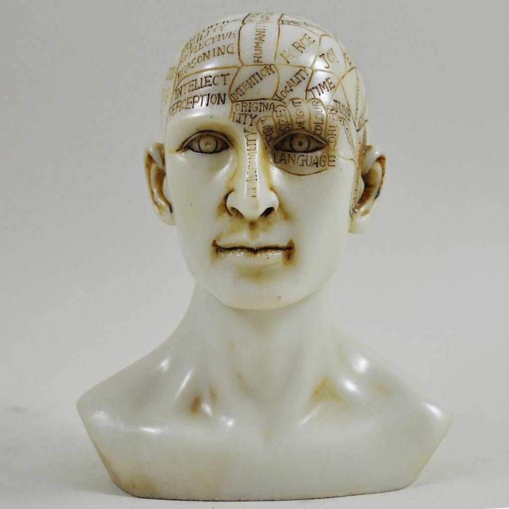 Phrenology Head Unique Ornament, Traditional Medical Accessory 15cm High