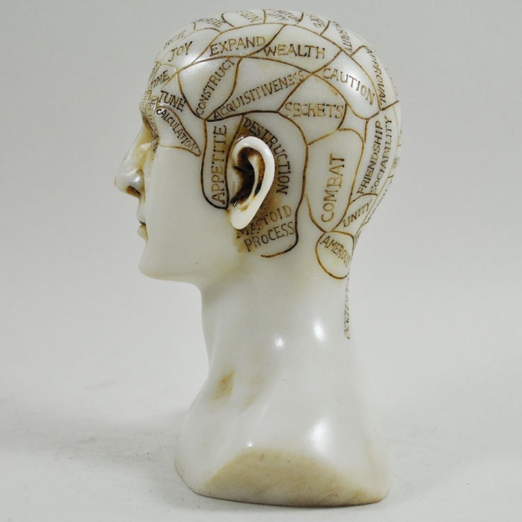 Phrenology Head Unique Ornament, Traditional Medical Accessory 15cm High