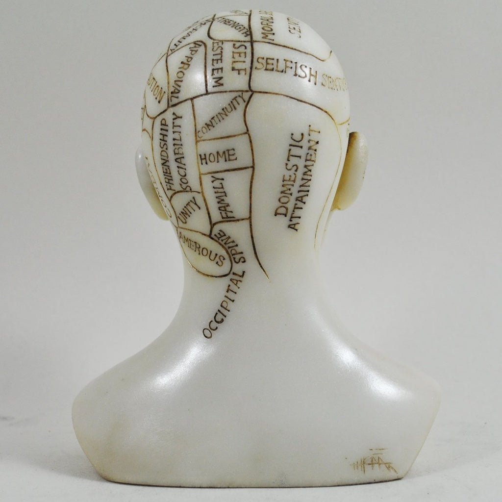 Phrenology Head Unique Ornament, Traditional Medical Accessory 15cm High