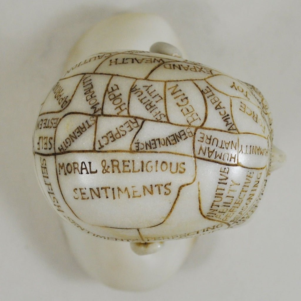 Phrenology Head Unique Ornament, Traditional Medical Accessory 15cm High