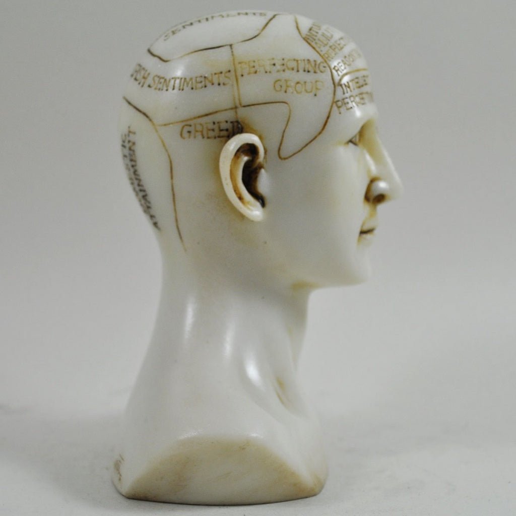 Phrenology Head Unique Ornament, Traditional Medical Accessory 15cm High